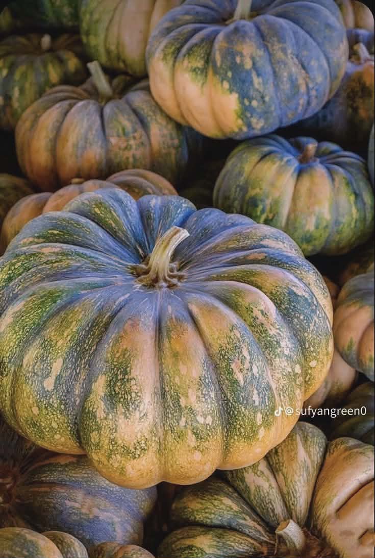 Pumpkin